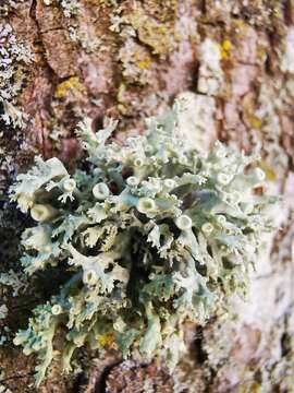 Image of Cartilage lichen