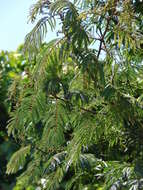 Image de Calliandra houstoniana (Mill.) Standl.