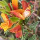 Image of Pultenaea tuberculata