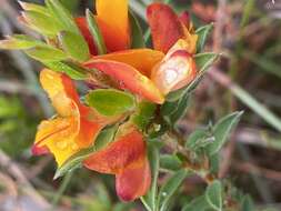 Image of Pultenaea tuberculata