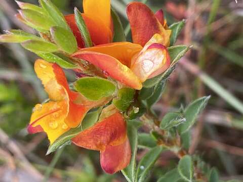 Image of Pultenaea tuberculata