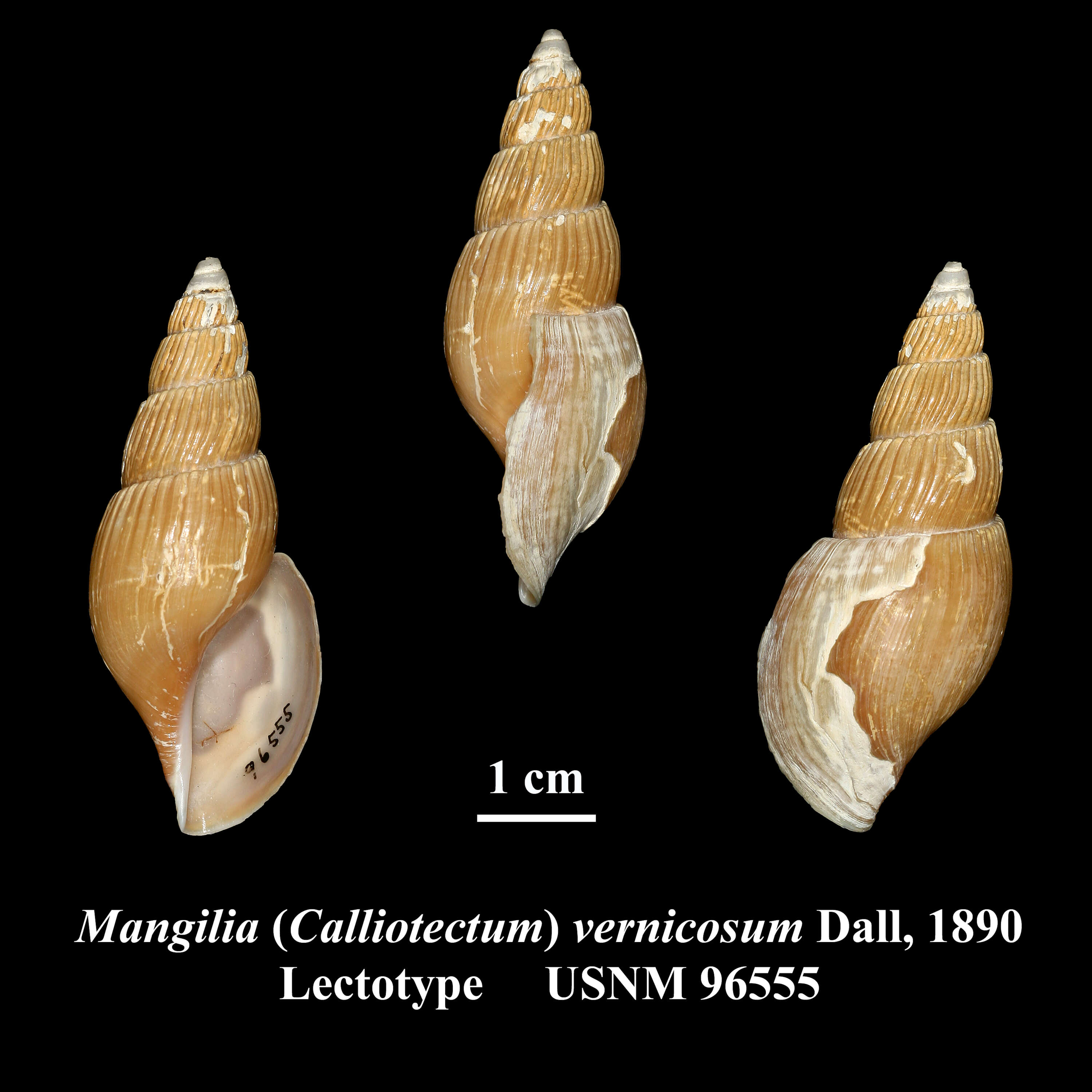 Image of Calliotectum vernicosum (Dall 1890)