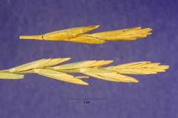 Imagem de Elymus pungens (Pers.) Melderis