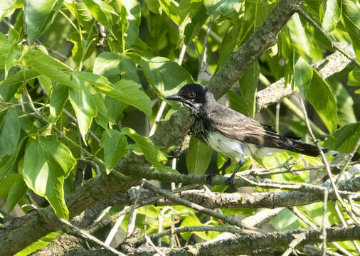 Image of Eastern Kingbird