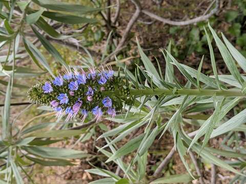 Imagem de Echium candicans L. fil.