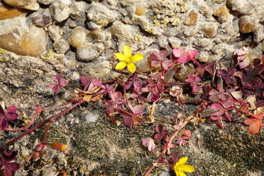 Image of creeping woodsorrel