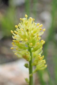 Image of Tofield's asphodel