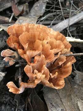 Image of Podoscypha petalodes (Berk.) Boidin 1959