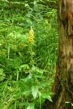 Imagem de Digitalis grandiflora Mill.