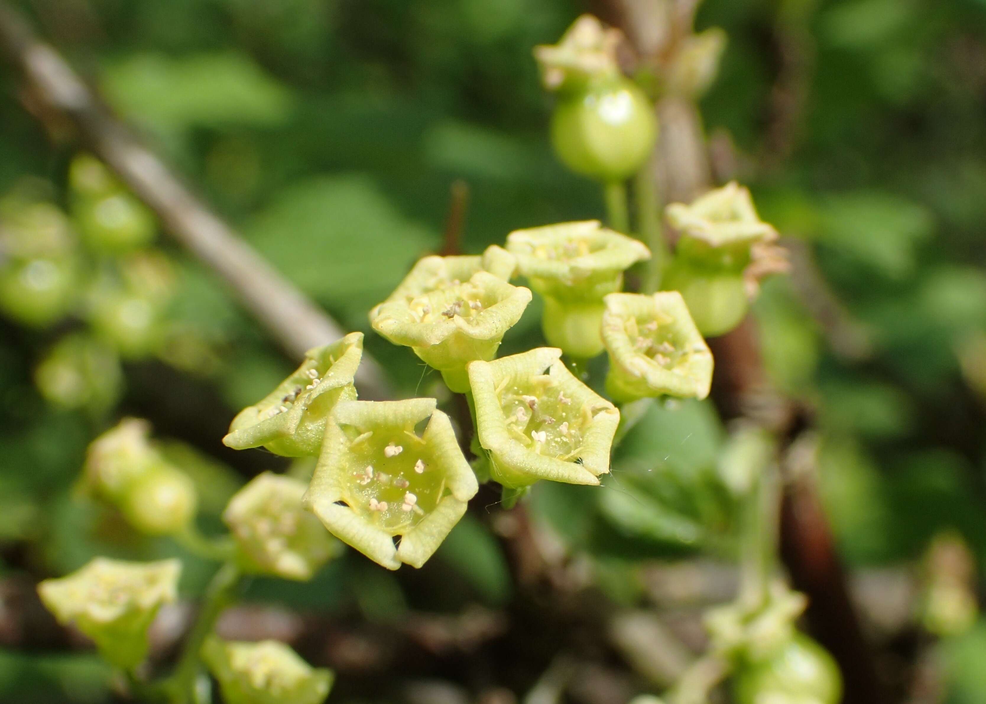 Image of Black Currant