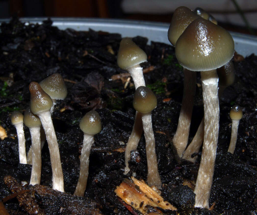 Слика од Psilocybe makarorae P. R. Johnst. & P. K. Buchanan 1995