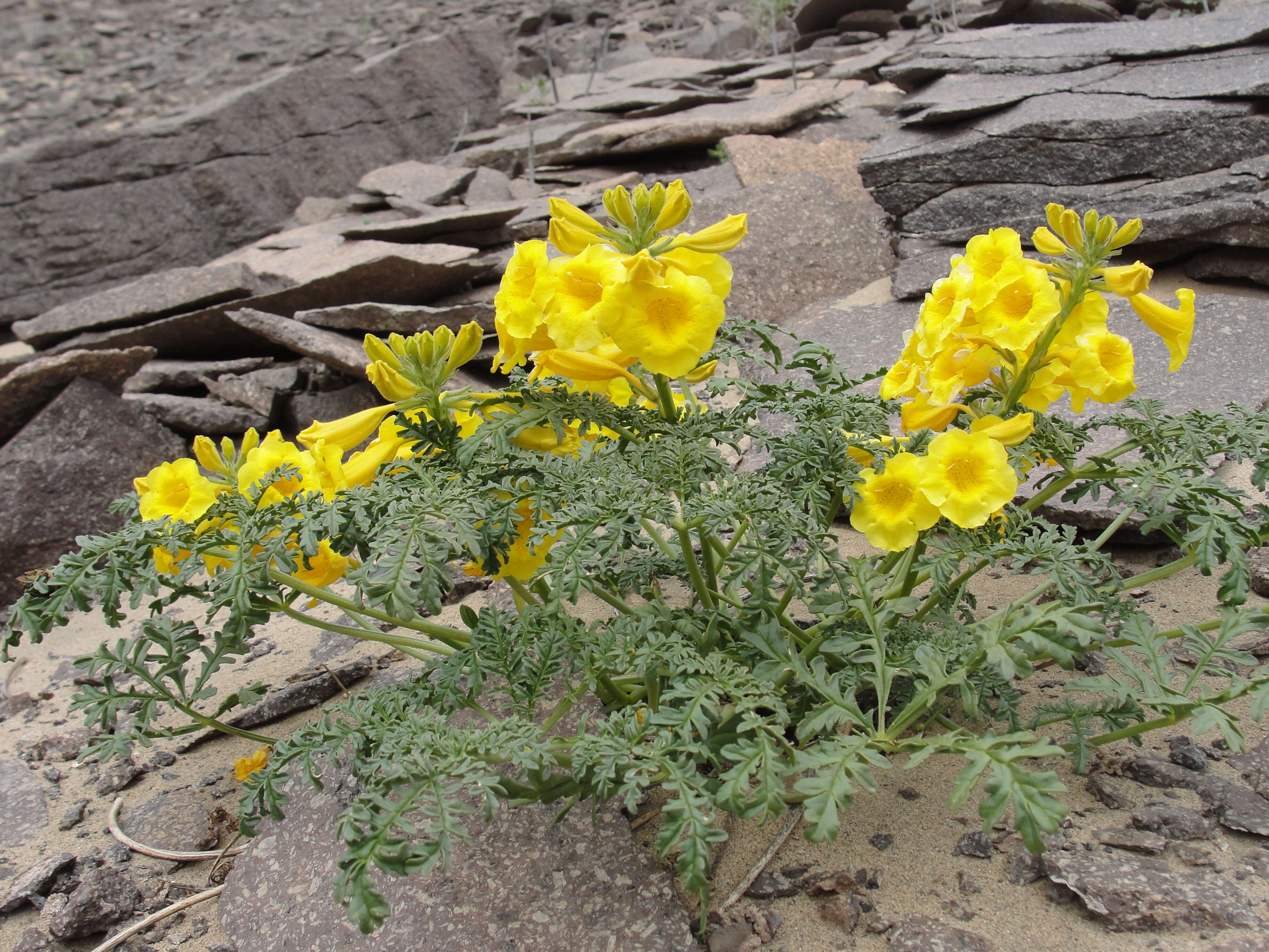 Image de Argylia radiata (L.) D. Don