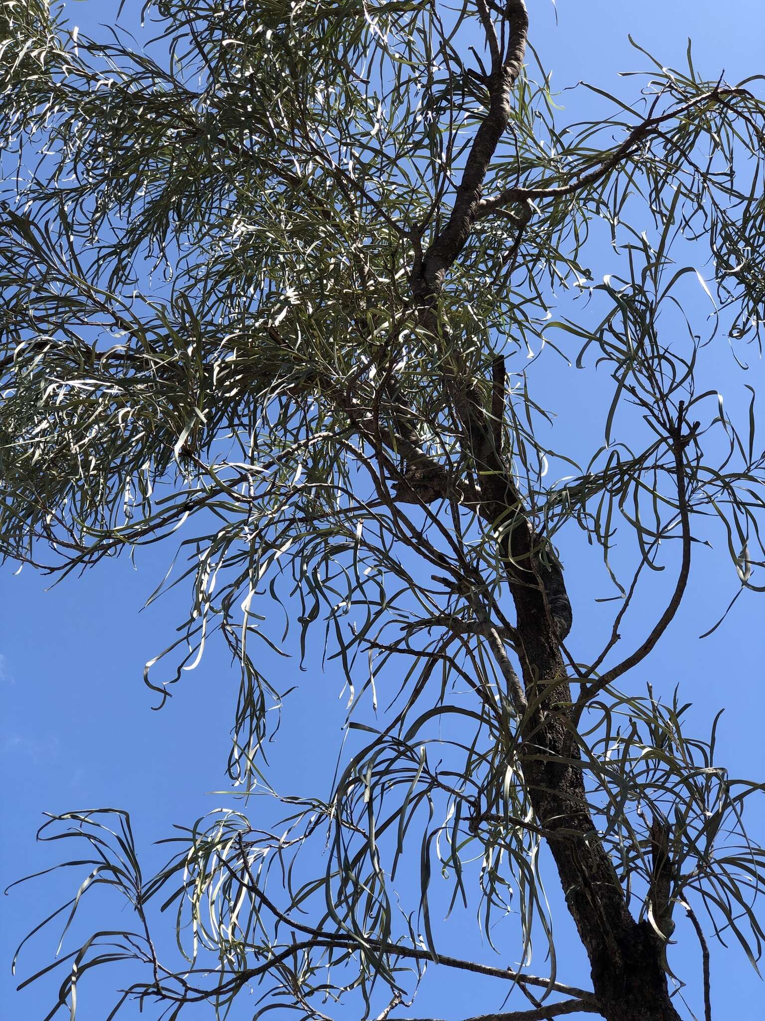 Image of Silky-oak