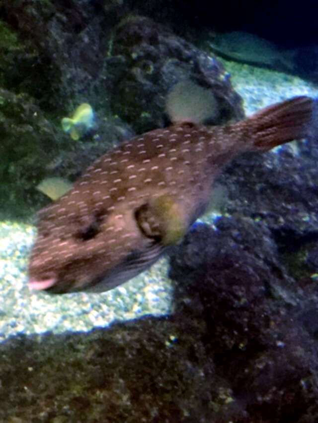 Image of Broadbarred Toadfish