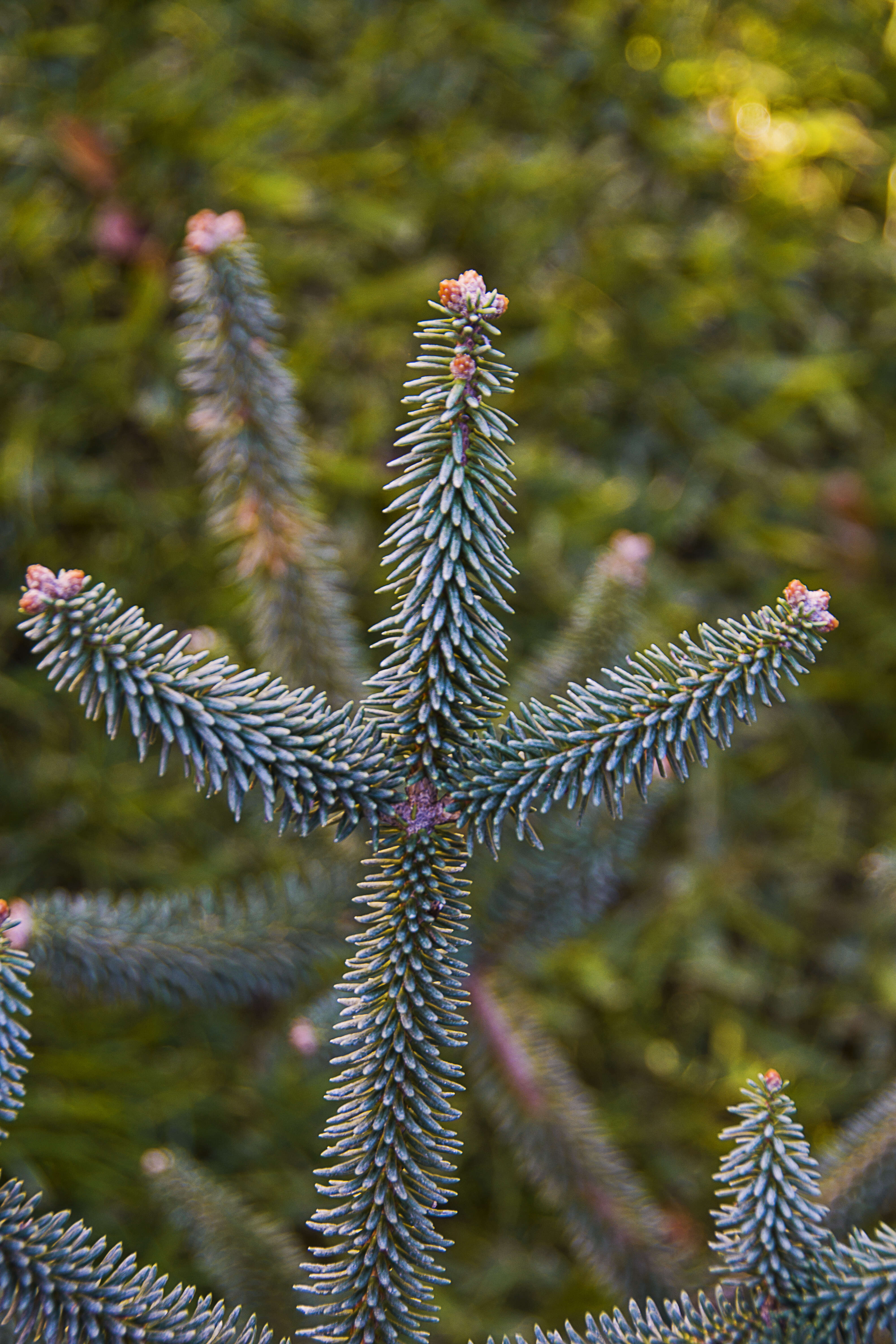 Image of Spanish Fir