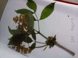 Imagem de Sambucus nigra L.