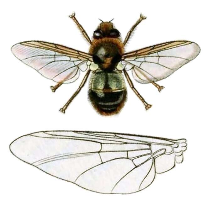 Image of Throat bot fly