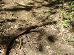 Image of Slow worm