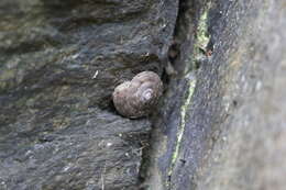 Image of Lapidary Snail