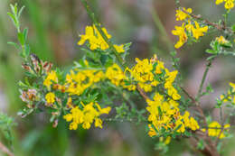 Imagem de Genista pilosa L.