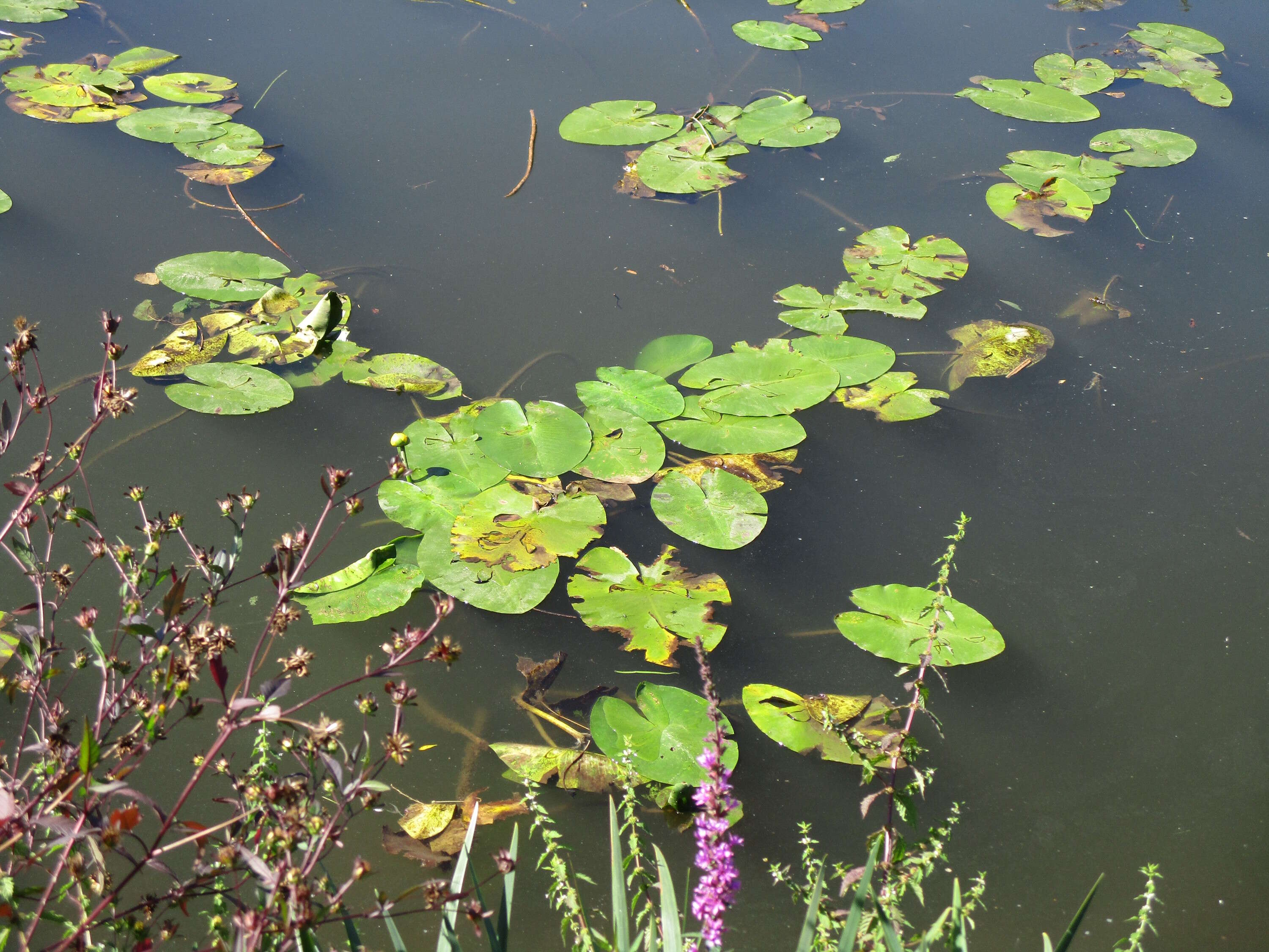 Image of Yellow Water-lily