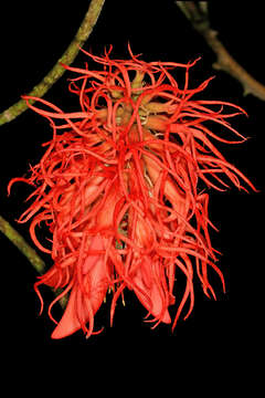 Imagem de Erythrina abyssinica DC.