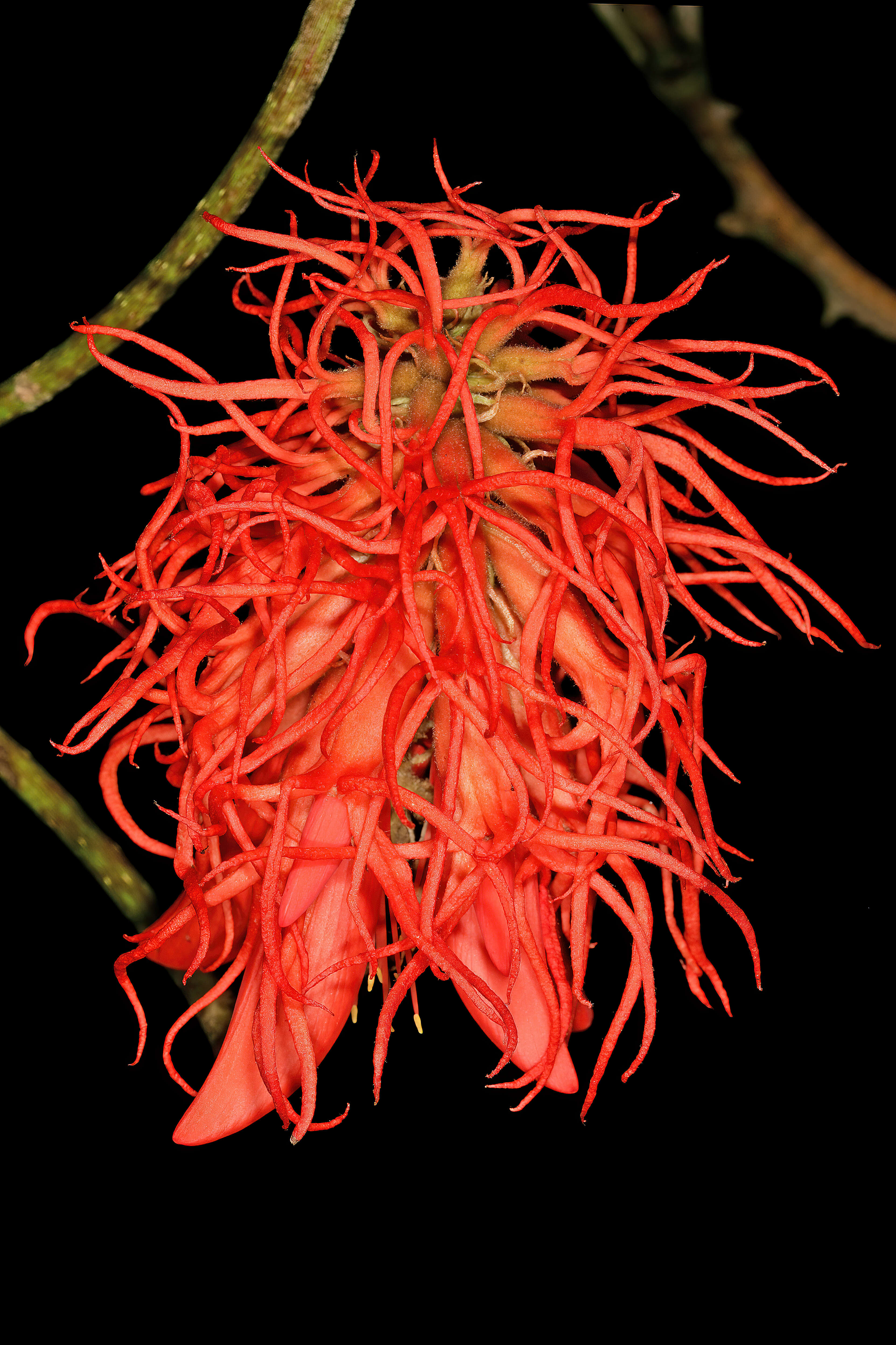 Imagem de Erythrina abyssinica DC.