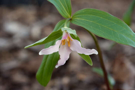 Image of dwarf wakerobin