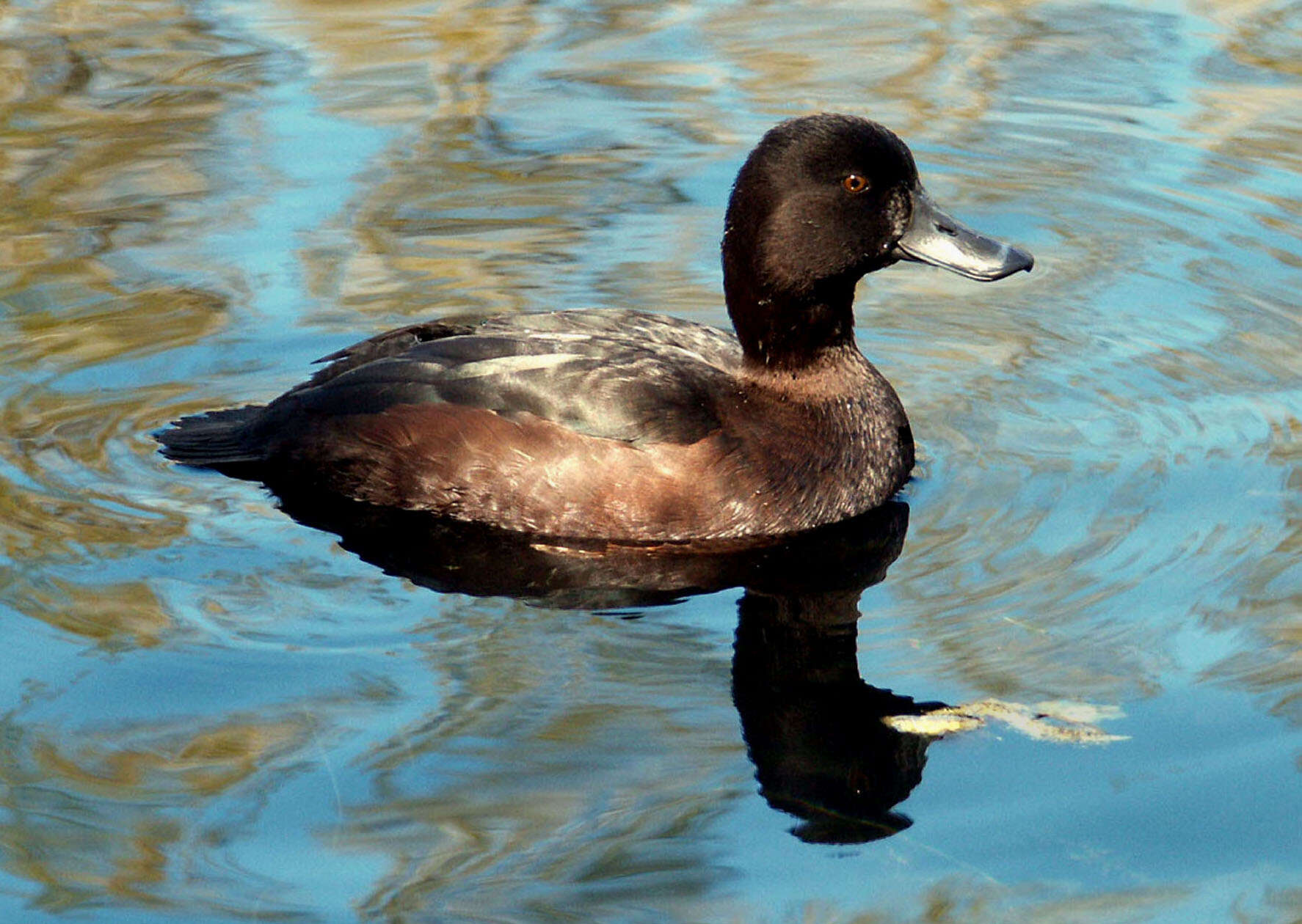 Image of New Zealand Scaup