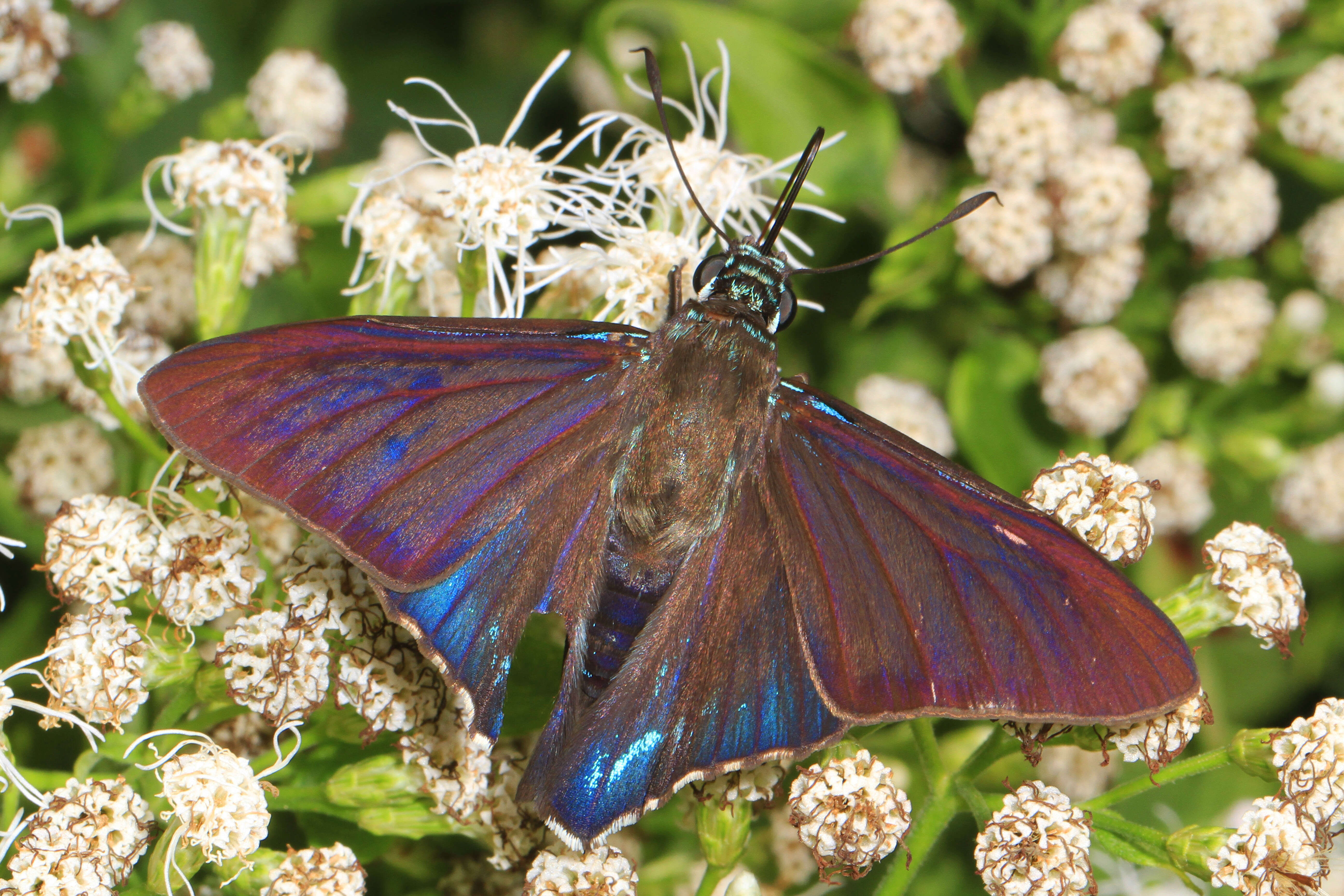 Plancia ëd Phocides pigmalion