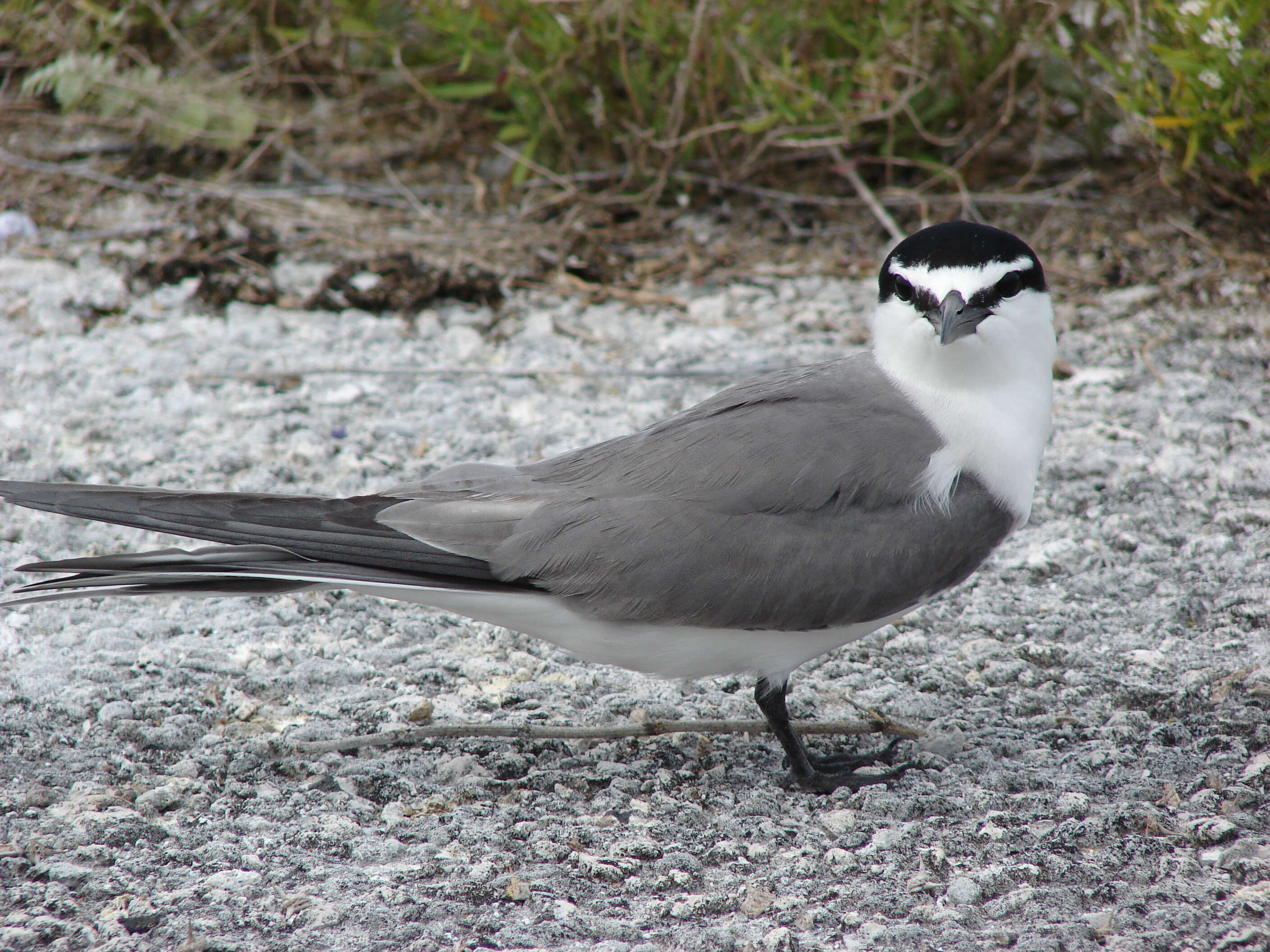 Image de Sterne à dos gris