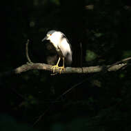 Image of Night Herons