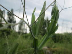 Image of Everlasting pea