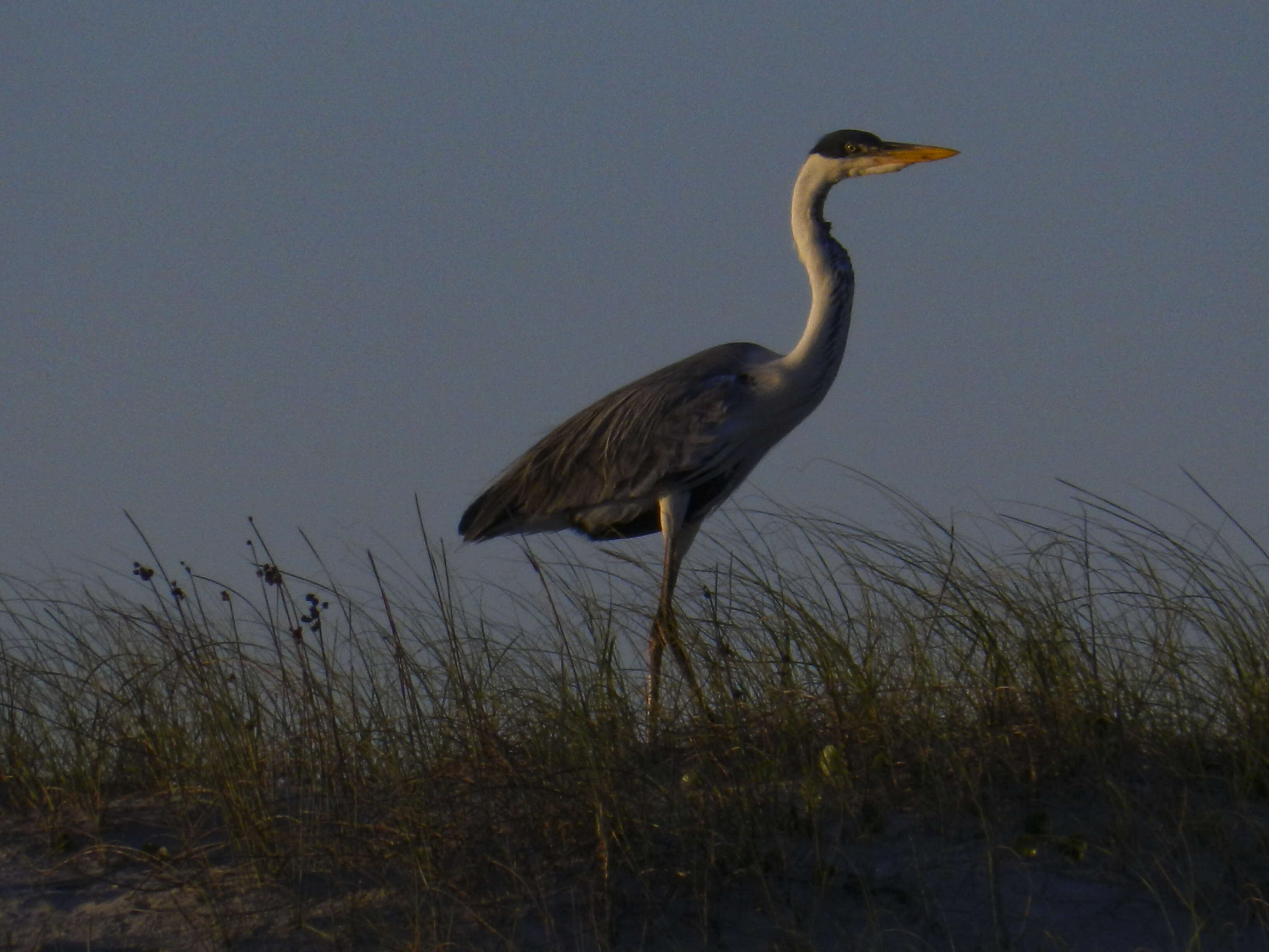 Image of Cocoi Heron