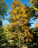 Image of shagbark hickory