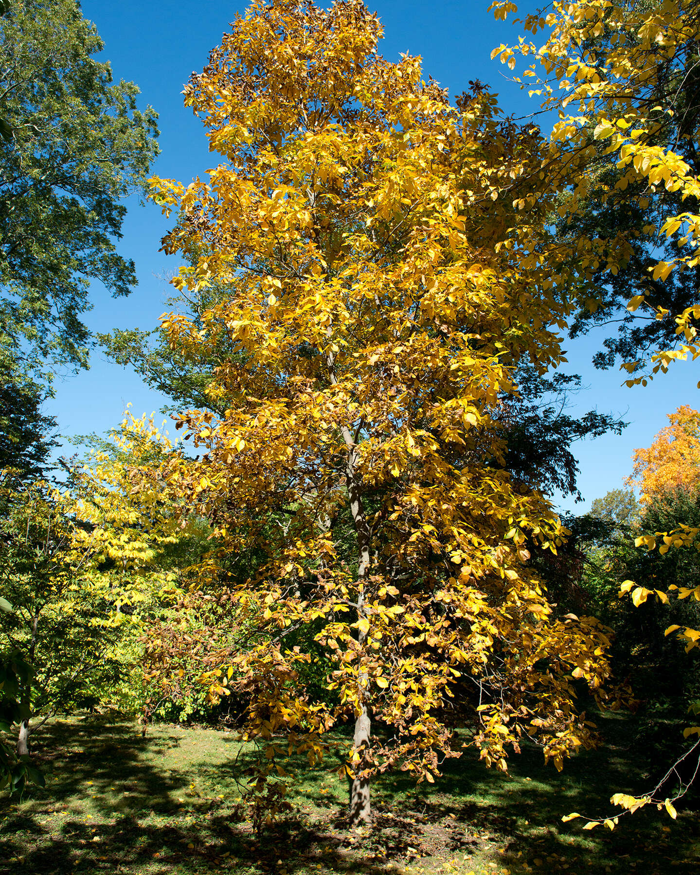 Image of shagbark hickory