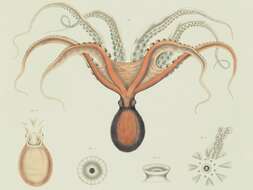 Image de Enteroctopus megalocyathus (Gould 1852)