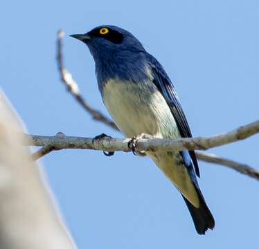 Image of White-bellied Dacnis