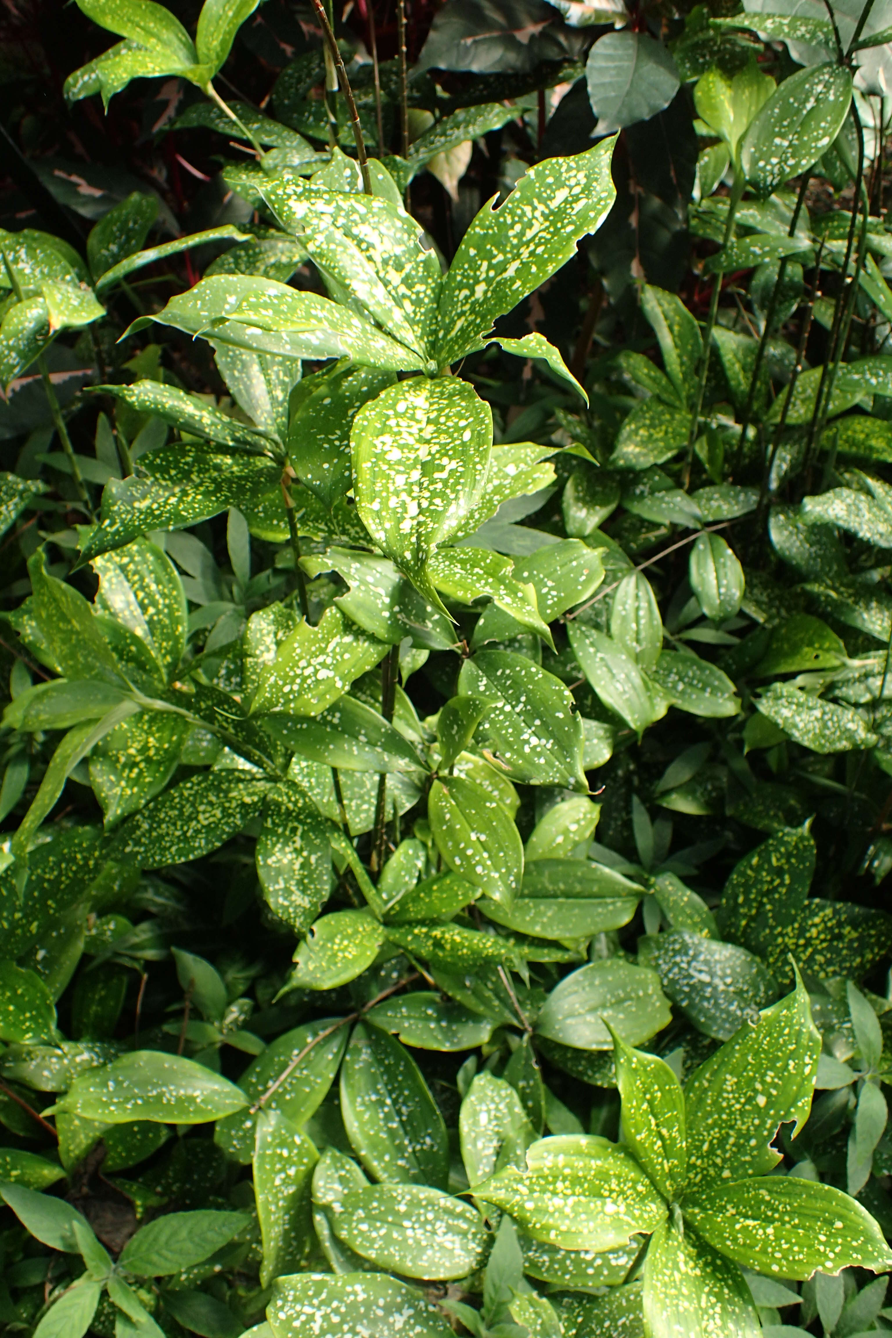 Image of gold dust dracaena