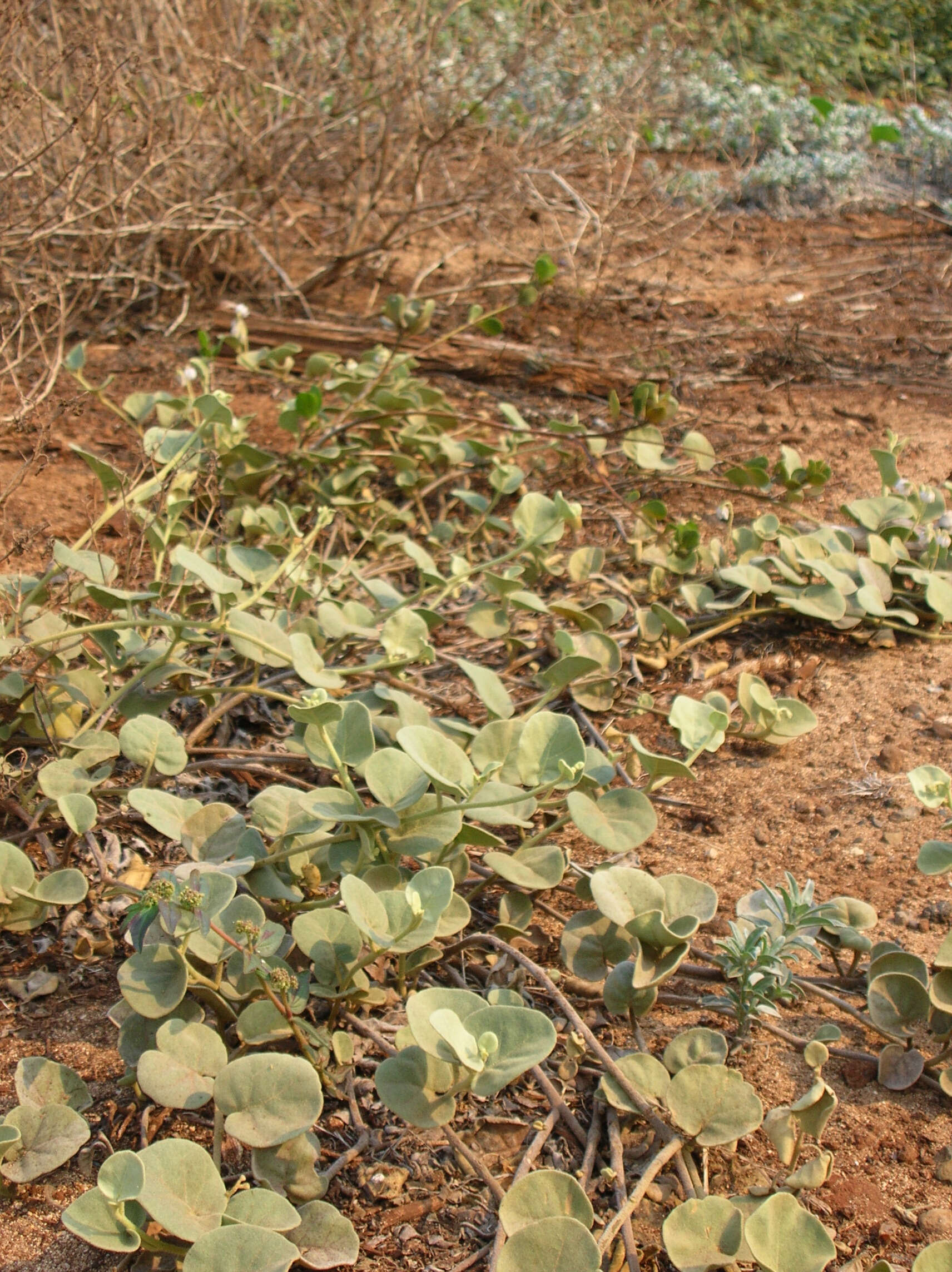 Image de Solanum nelsonii Dun.