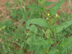 Image of common wireweed