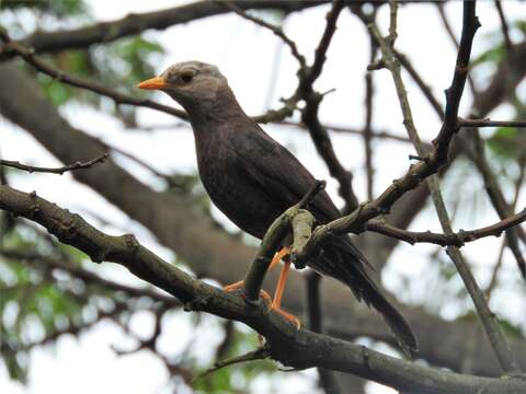 Image of Island Thrush