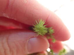 Image of Electrified Cat's Tail Moss