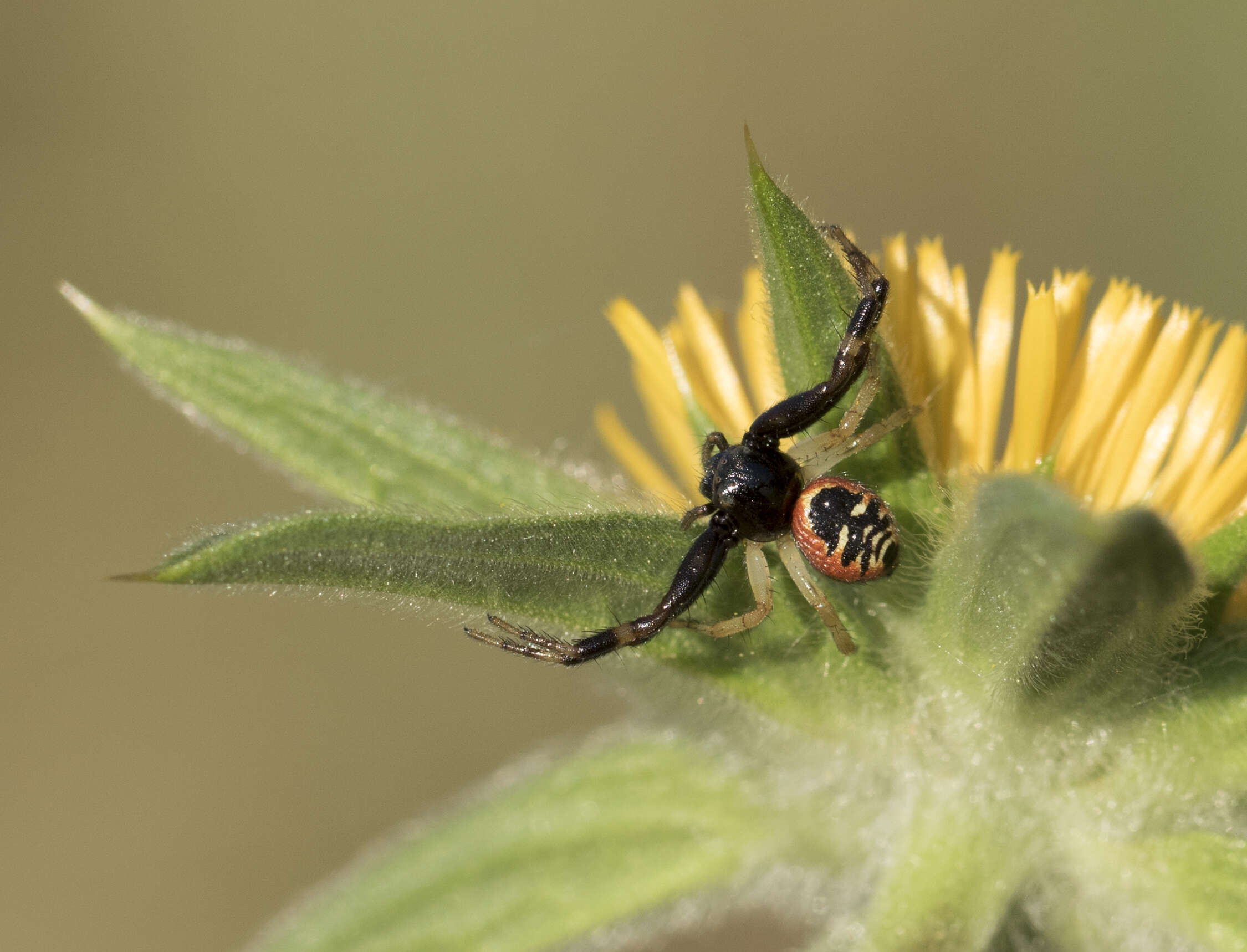 صورة Synema globosum (Fabricius 1775)