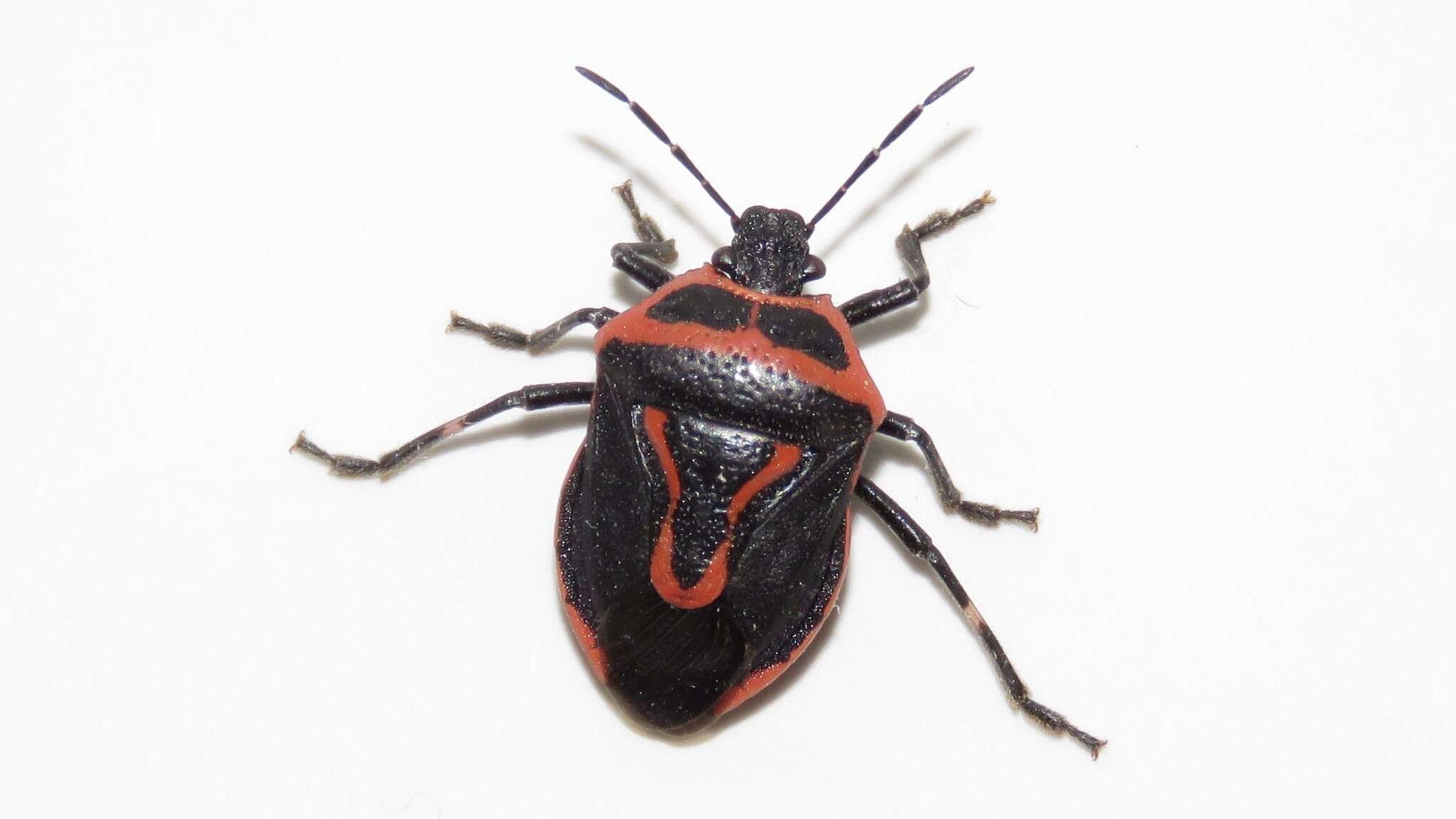 Image of Two-spotted Stink Bug