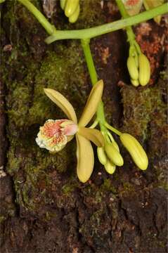 Image of Pseudovanilla foliata (F. Muell.) Garay