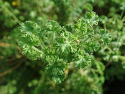 Image of Pelargonium crispum (Berg.) L'Her.