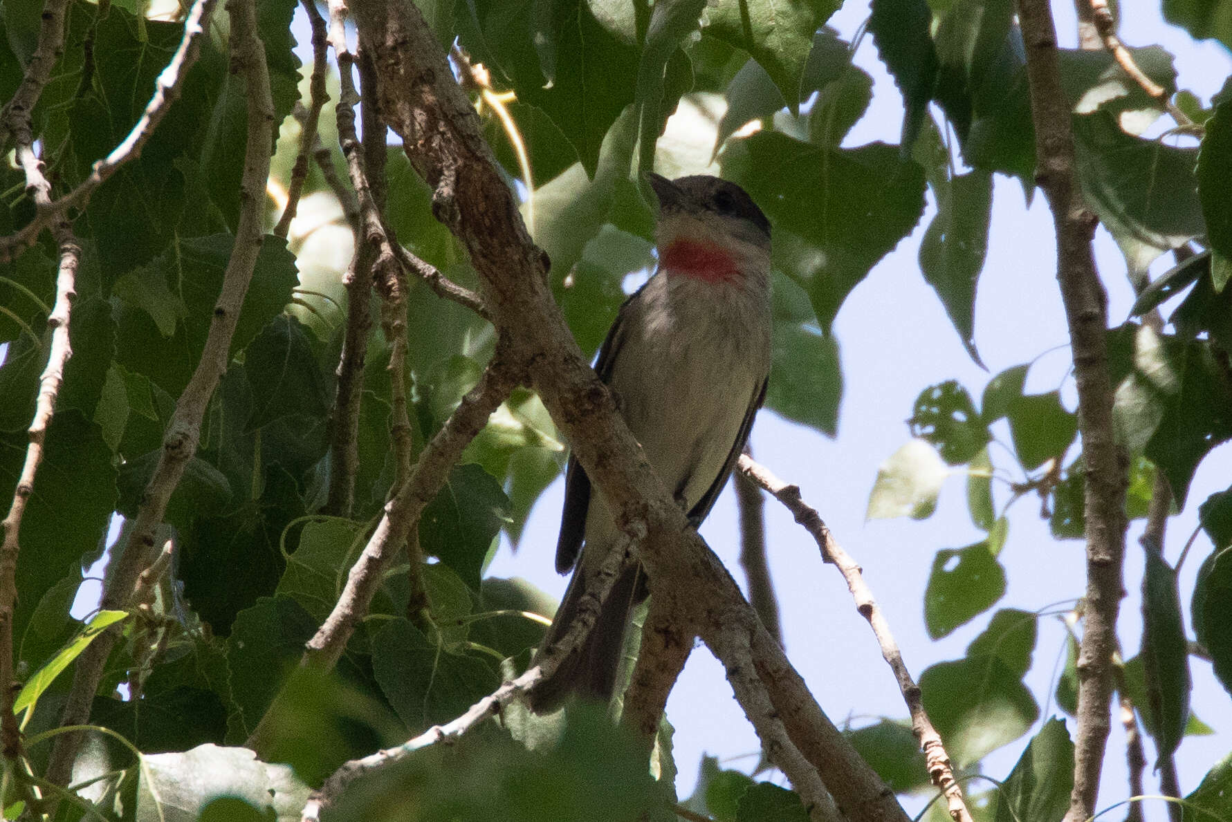 Pachyramphus aglaiae (Lafresnaye 1839) resmi