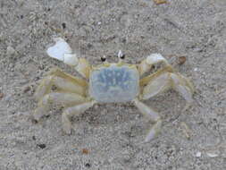 Image of Atlantic Ghost Crab