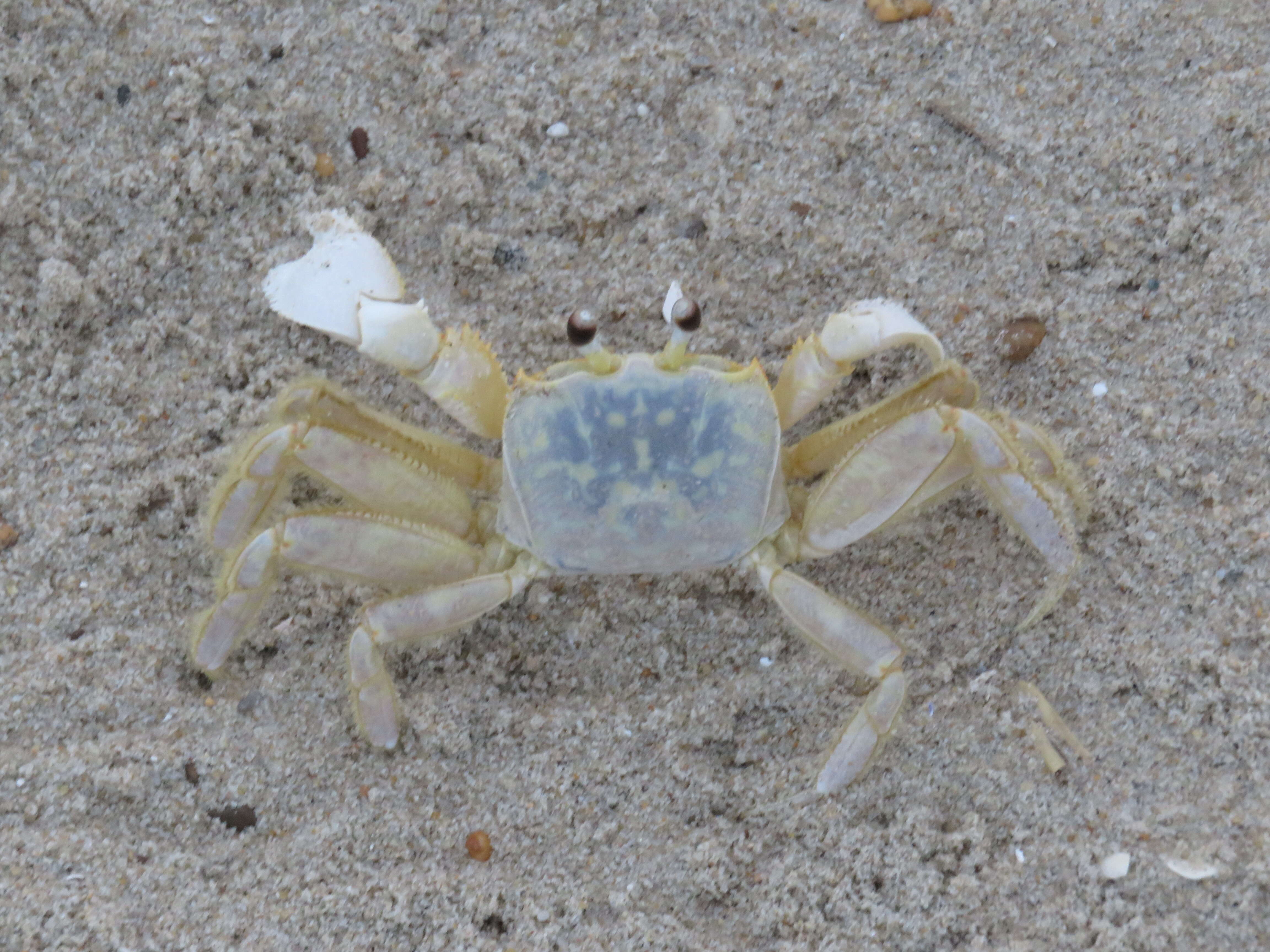 Image of Atlantic Ghost Crab